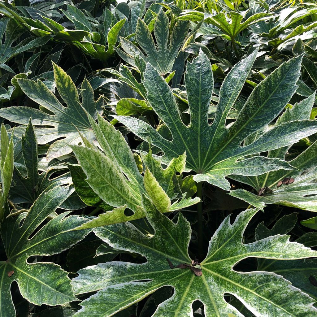 Fatsia japonica Spiders Web - Variegated False Aralia