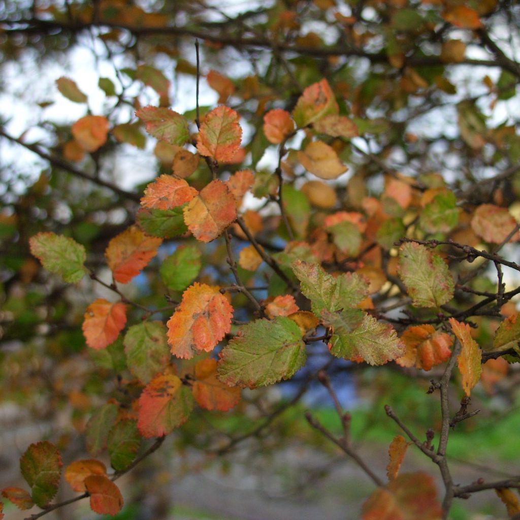 Nothofagus antarctica