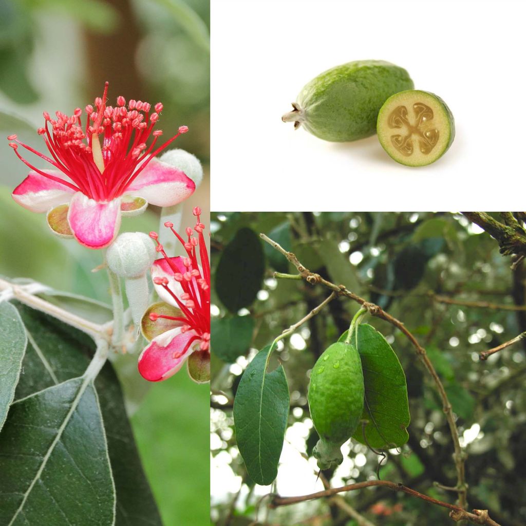 Acca sellowiana
