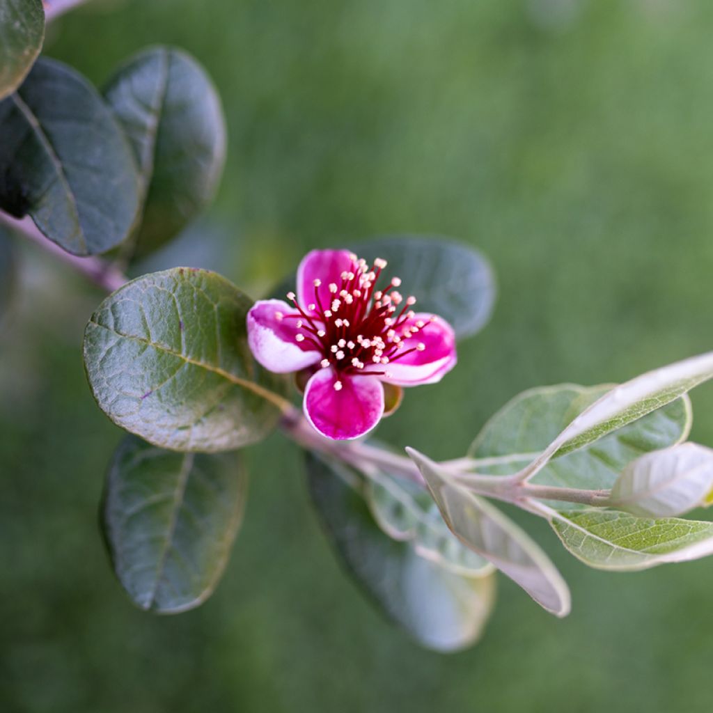 Feijoa sellowiana Apollo - Brazilian Guava