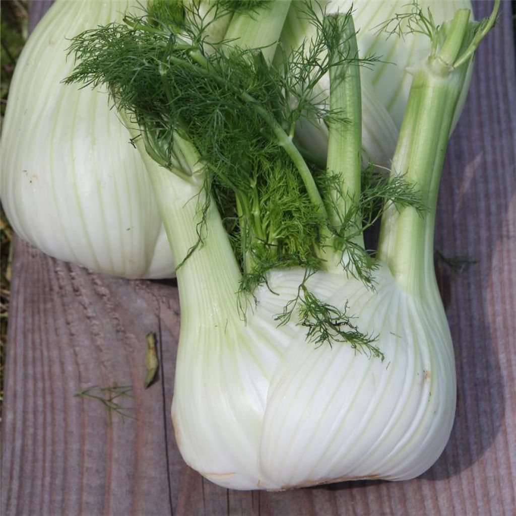 Fennel Crystal (untreated) - Ferme de Sainte Marthe seeds - Foeniculum dulce