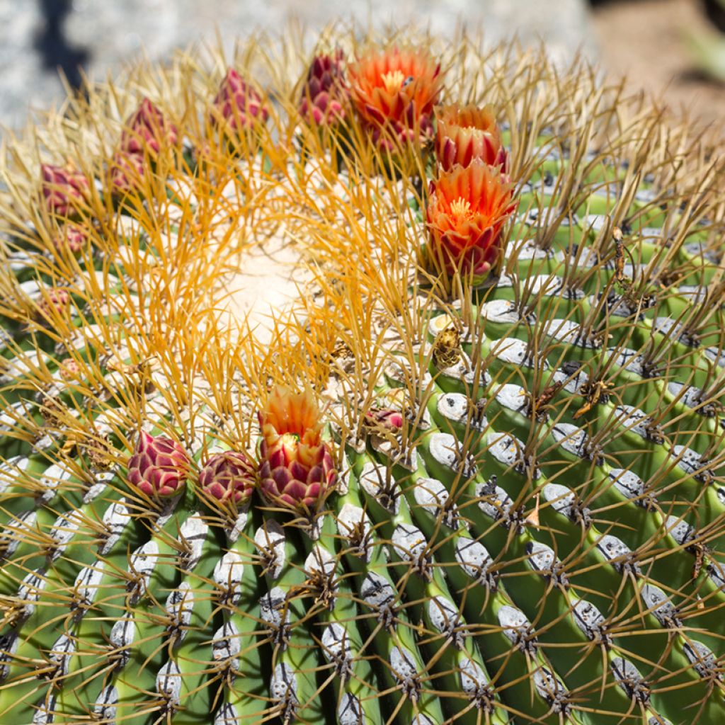 Ferocactus emoryi - Red barrel cactus