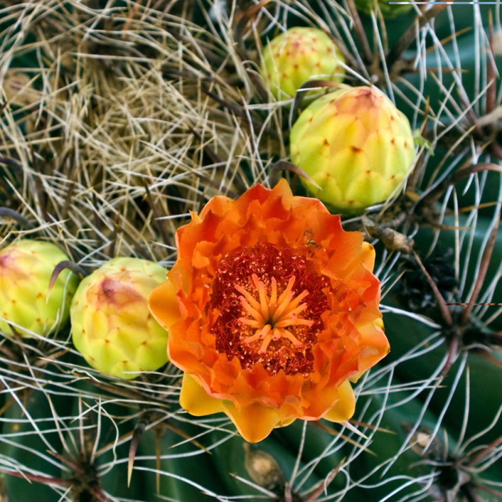 Ferocactus emoryi - Red barrel cactus