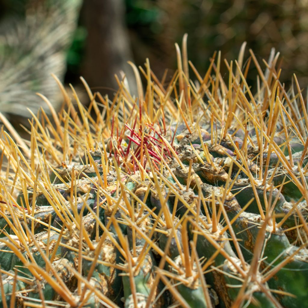 Ferocactus emoryi - Red barrel cactus
