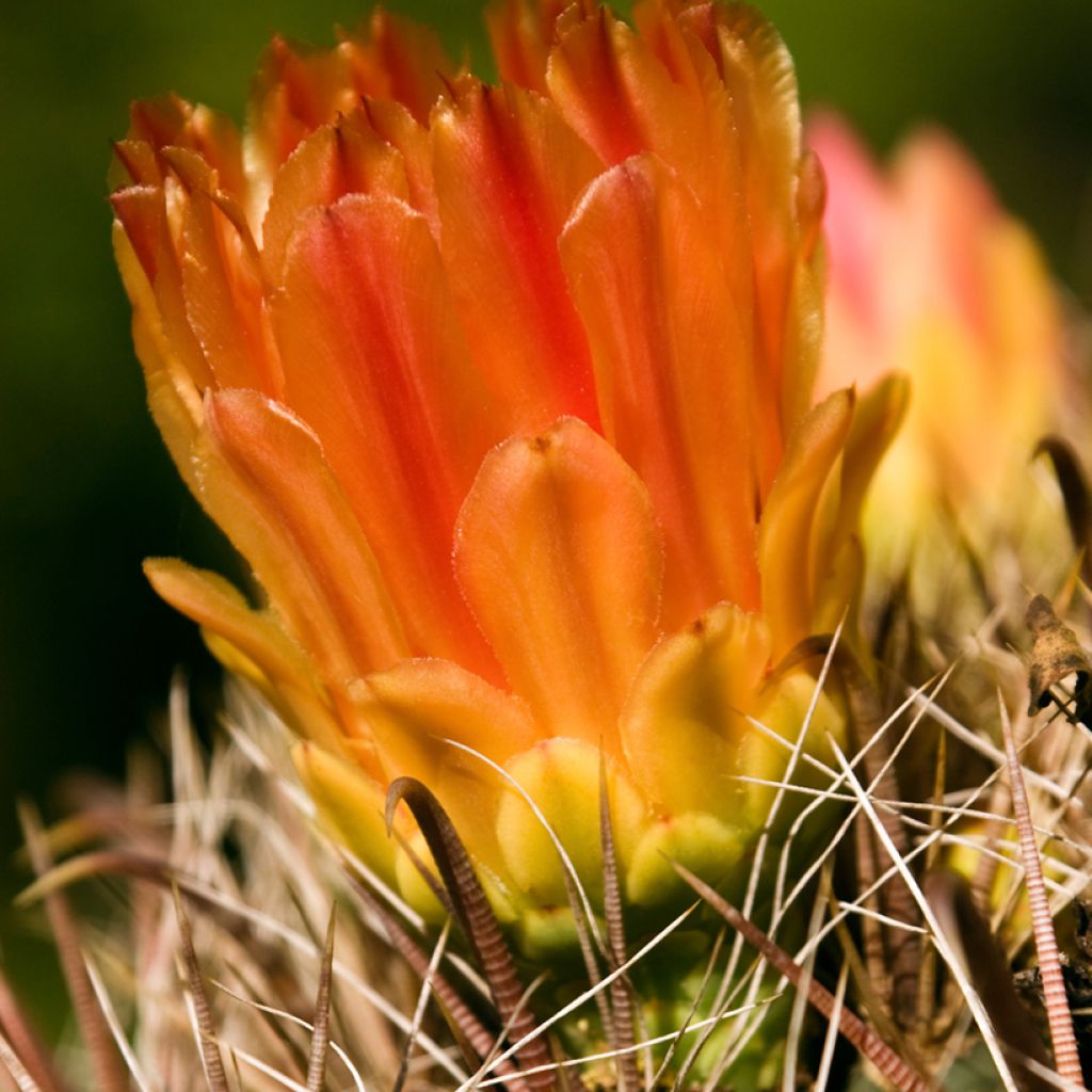 Ferocactus emoryi - Red barrel cactus