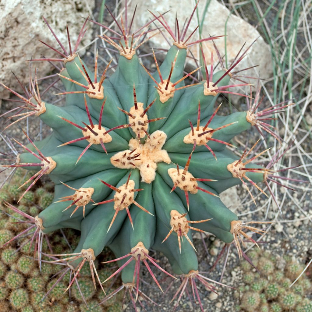 Ferocactus emoryi - Red barrel cactus