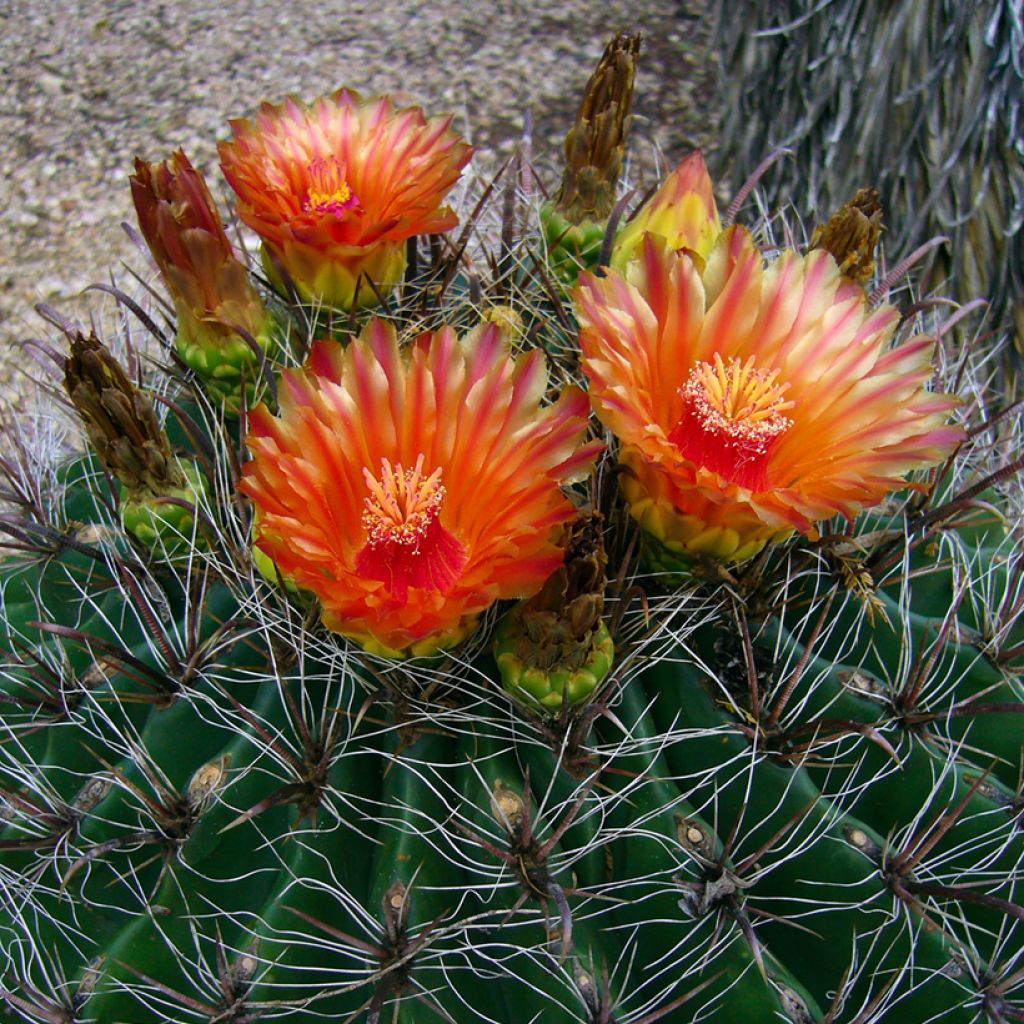 Ferocactus emoryi - Red barrel cactus