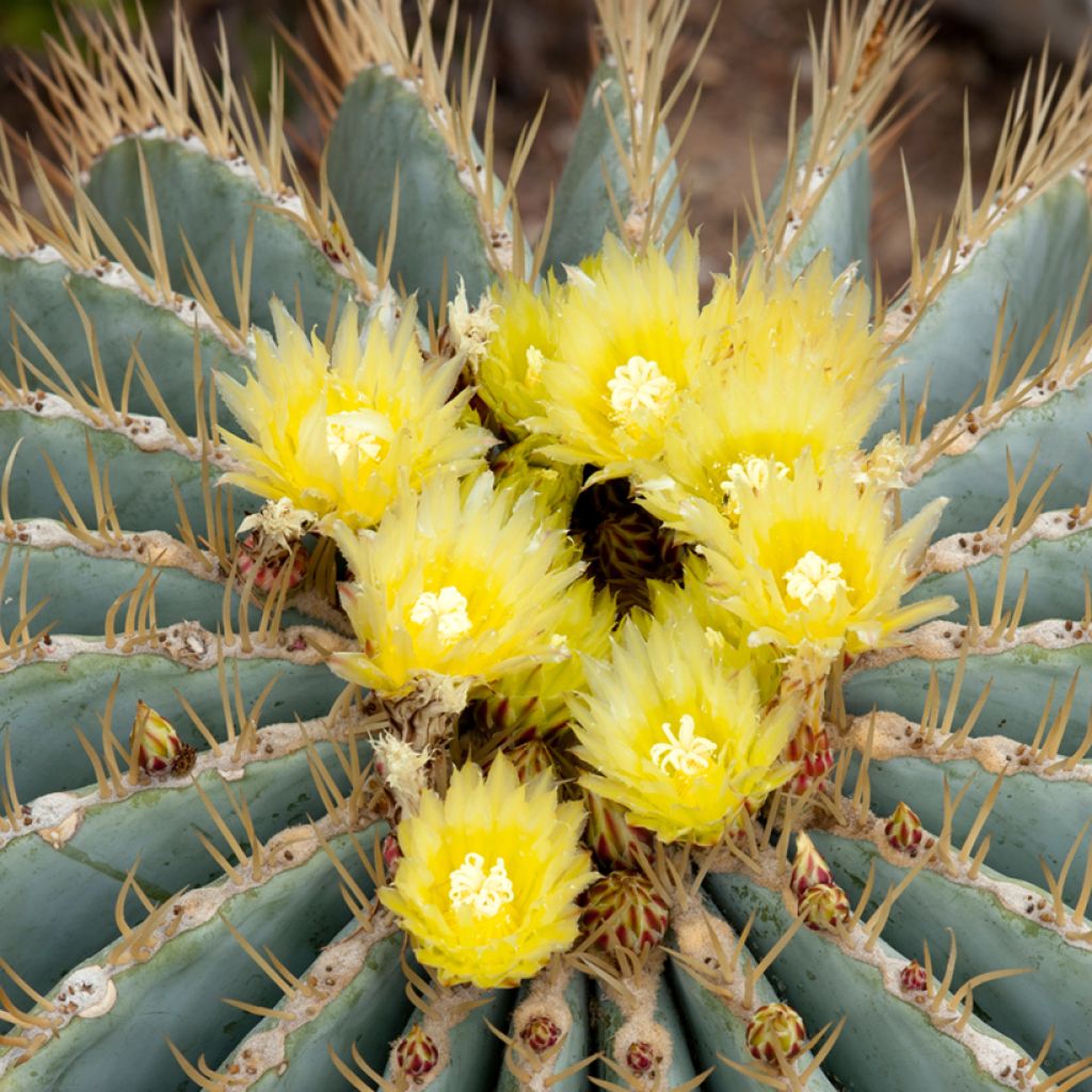 Ferocactus glaucescens - Glaucous barrel cactus