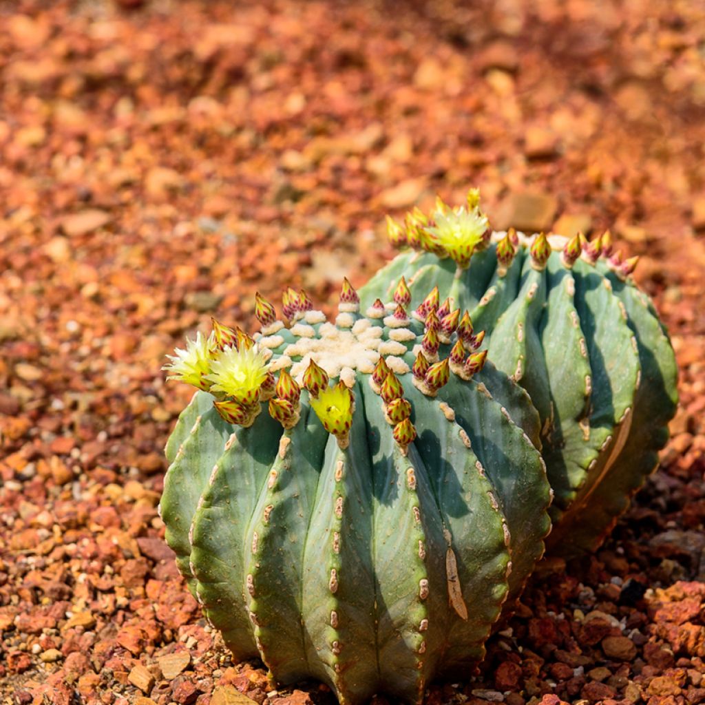 Ferocactus glaucescens - Glaucous barrel cactus
