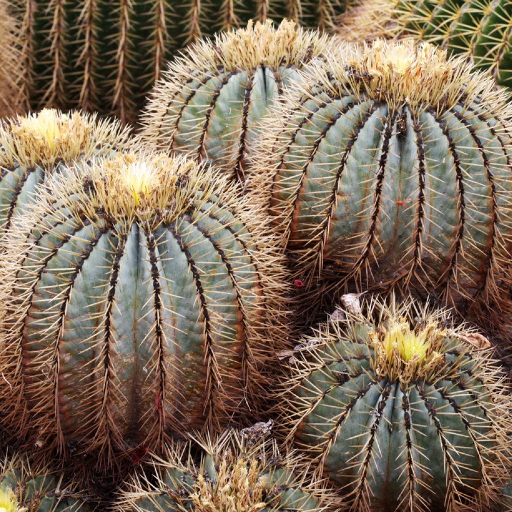 Ferocactus glaucescens - Glaucous barrel cactus