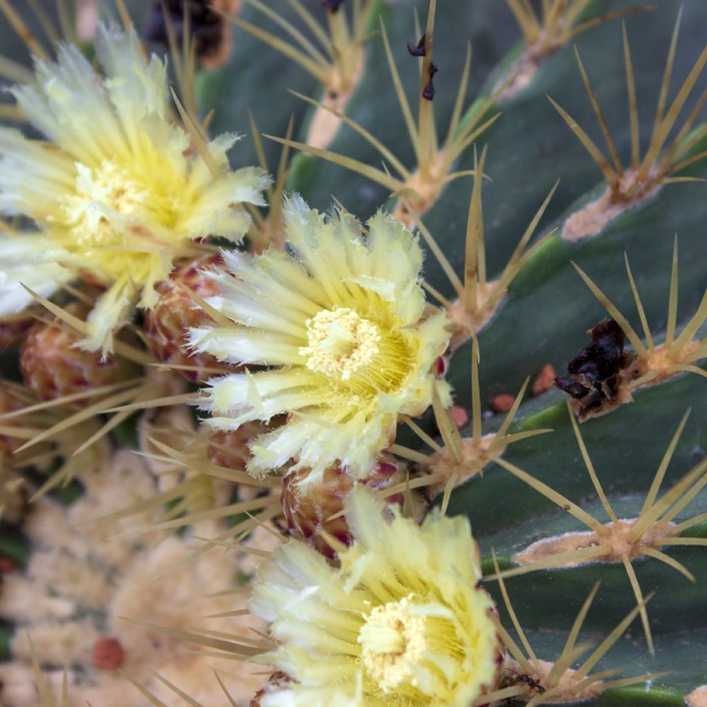 Ferocactus glaucescens - Glaucous barrel cactus