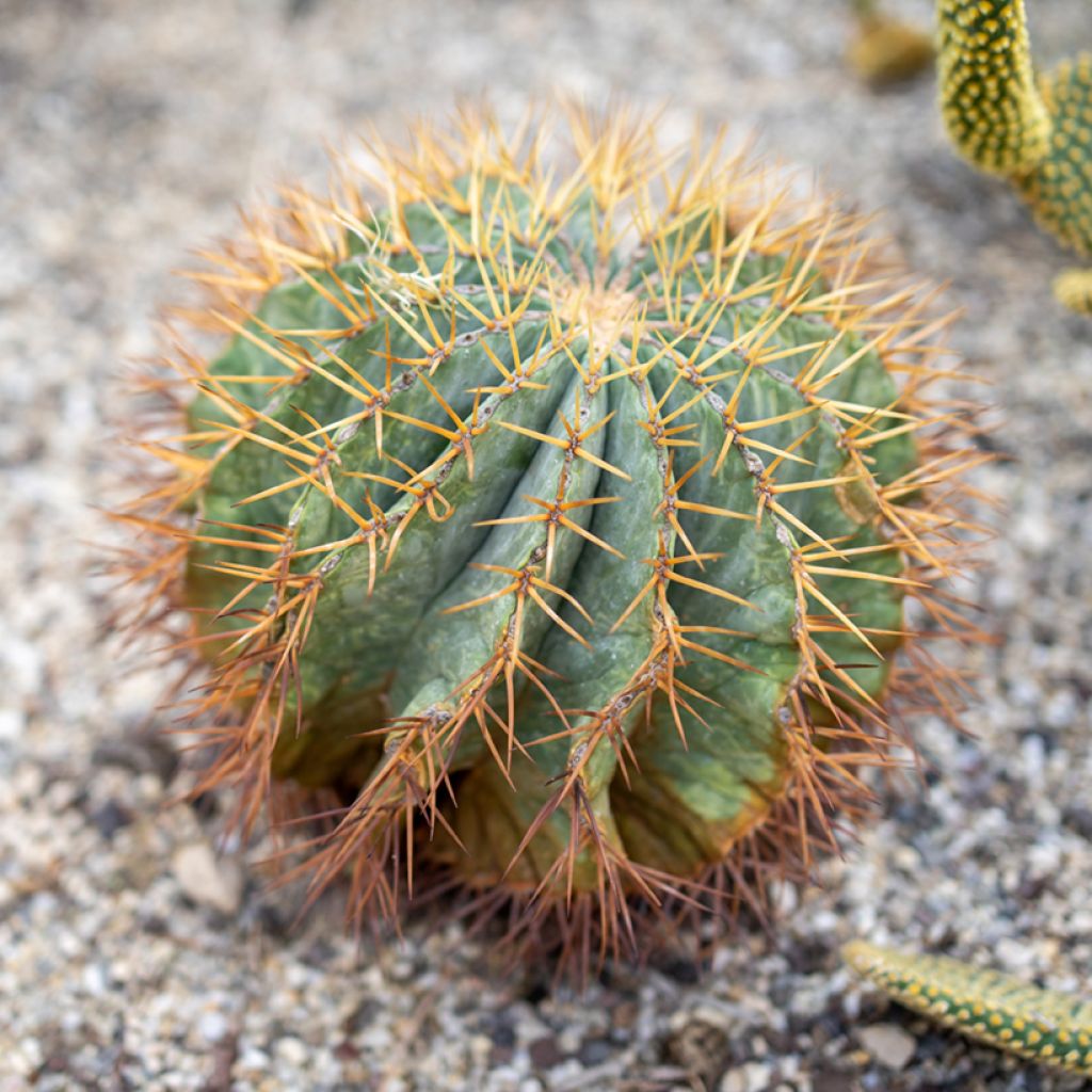 Ferocactus glaucescens - Glaucous barrel cactus