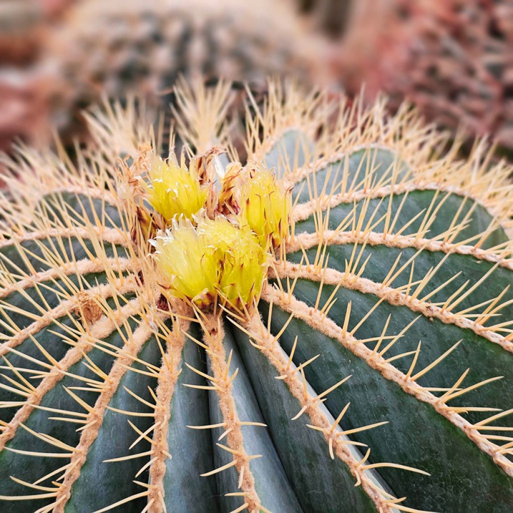 Ferocactus glaucescens - Glaucous barrel cactus