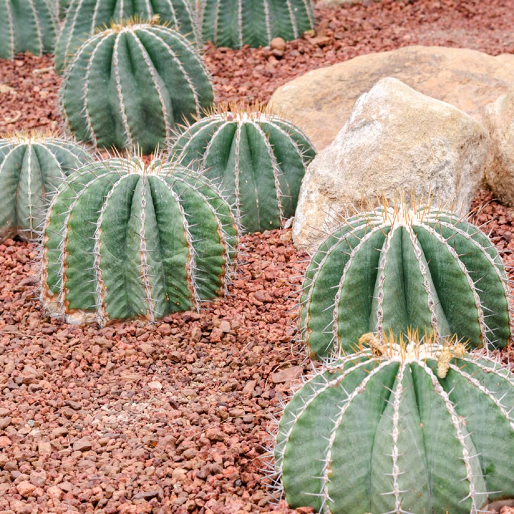 Ferocactus glaucescens - Glaucous barrel cactus