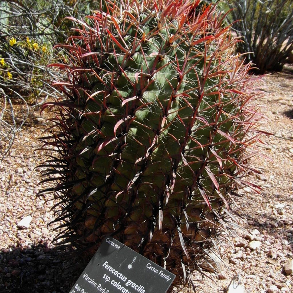 Ferocactus gracilis subsp. coloratus - Barrel cactus