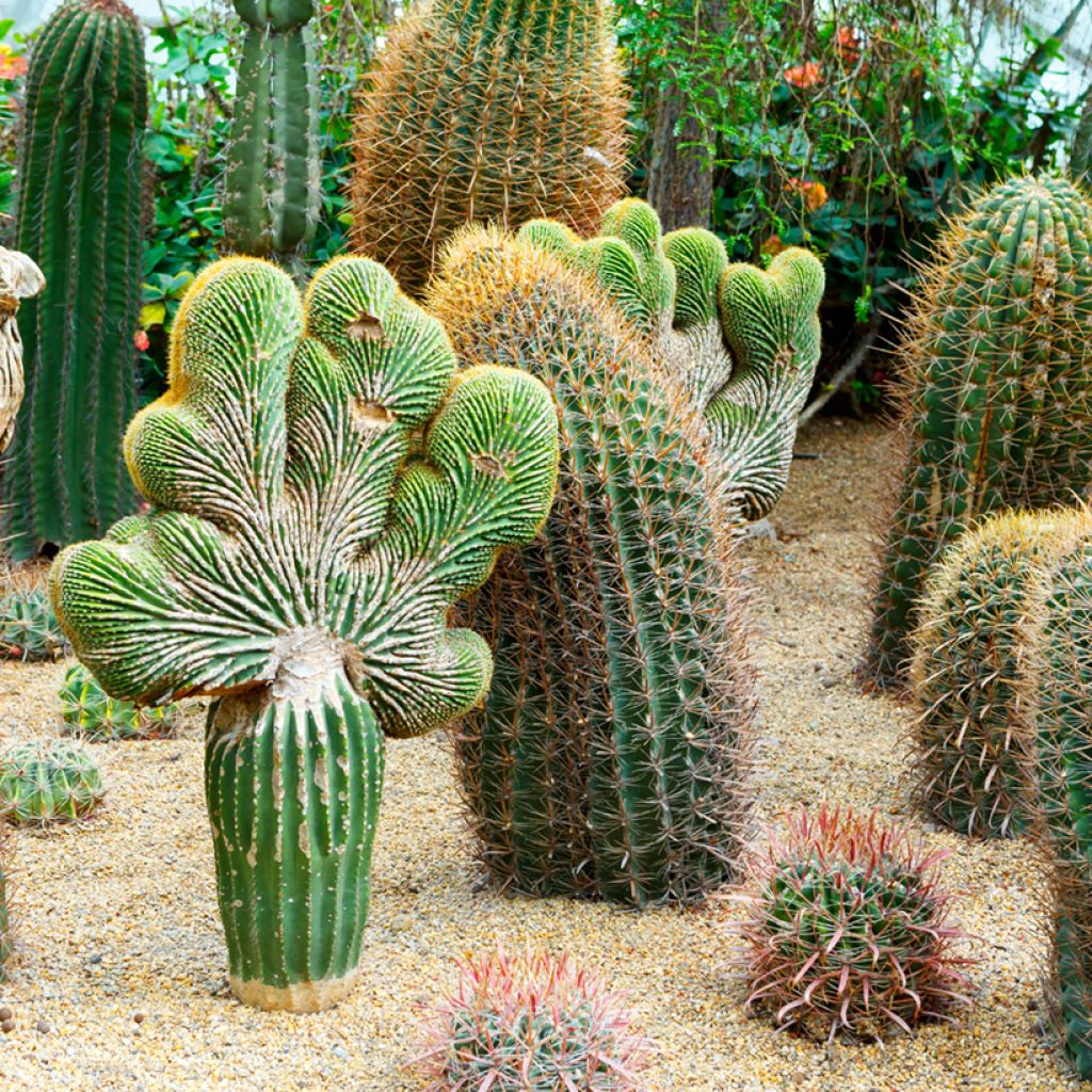Ferocactus gracilis subsp. coloratus - Barrel cactus