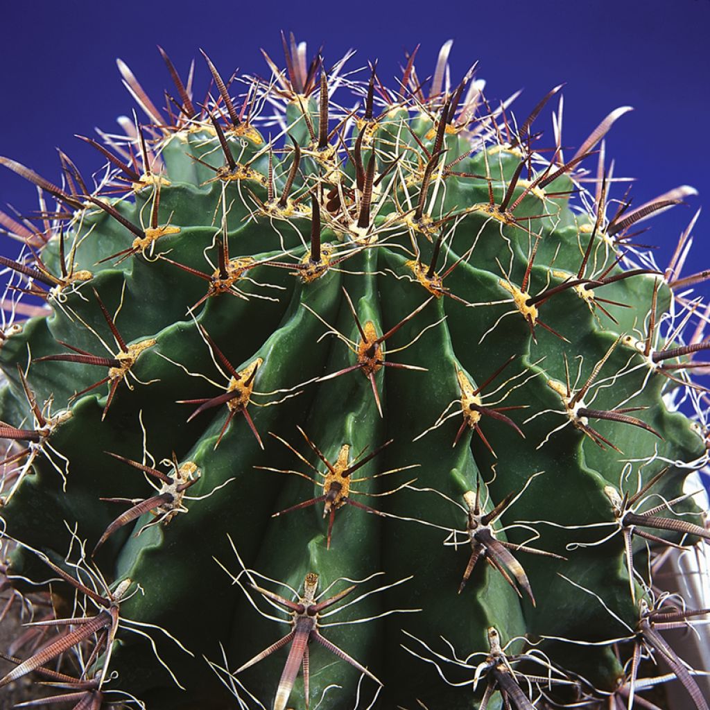 Ferocactus horridus - Barrel cactus