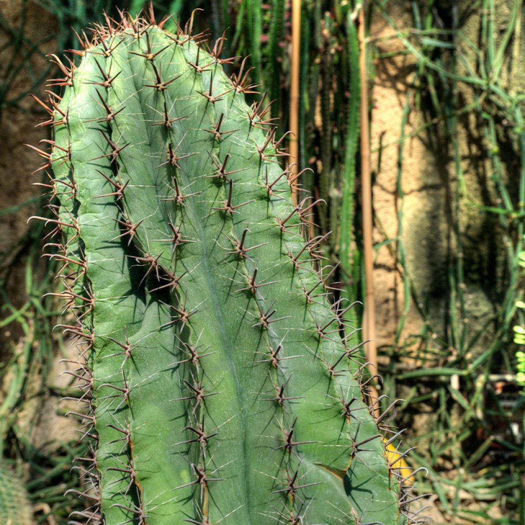 Ferocactus horridus - Barrel cactus