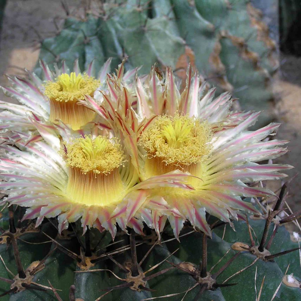 Ferocactus horridus - Barrel cactus