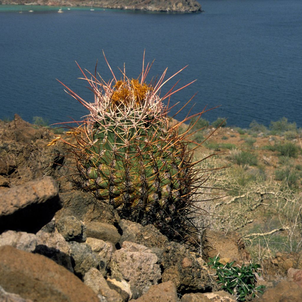 Ferocactus emoryi subsp. rectispinus - Barrel cactus