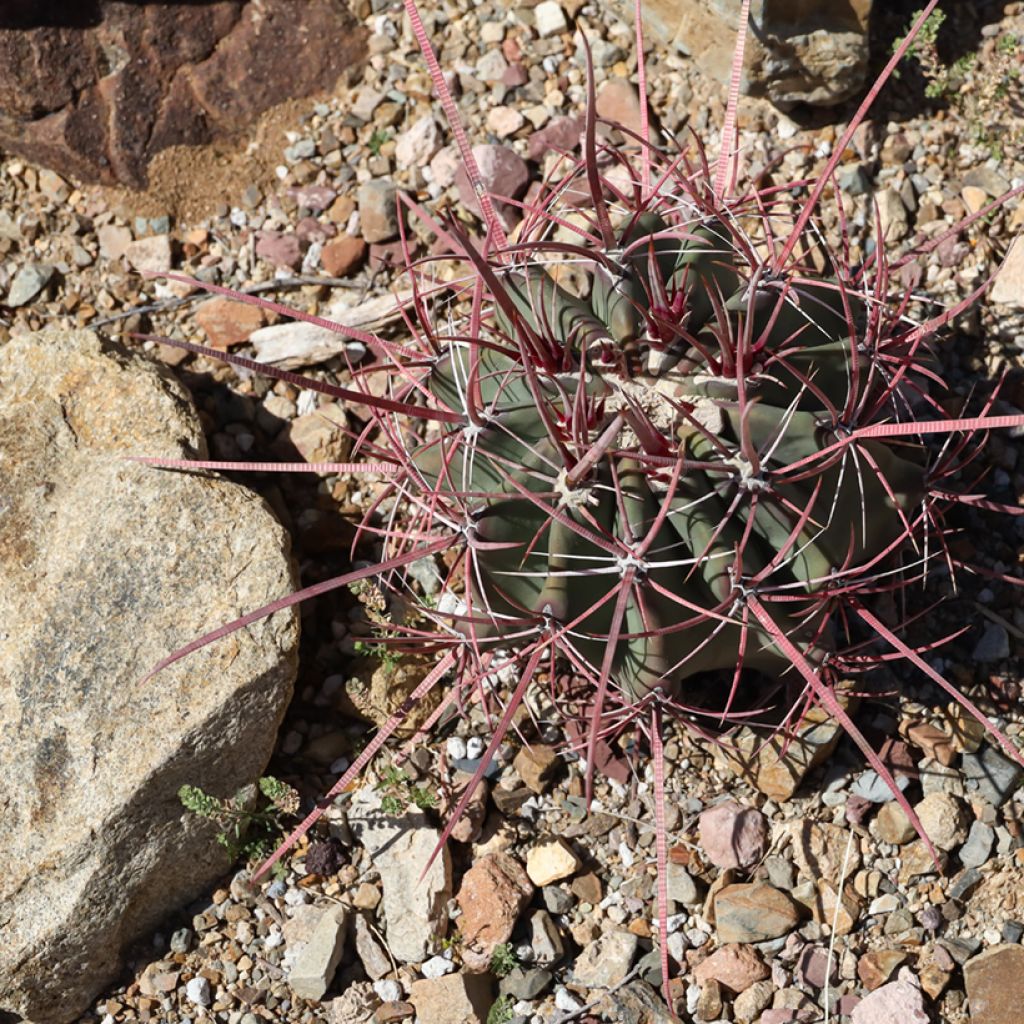 Ferocactus emoryi subsp. rectispinus - Barrel cactus