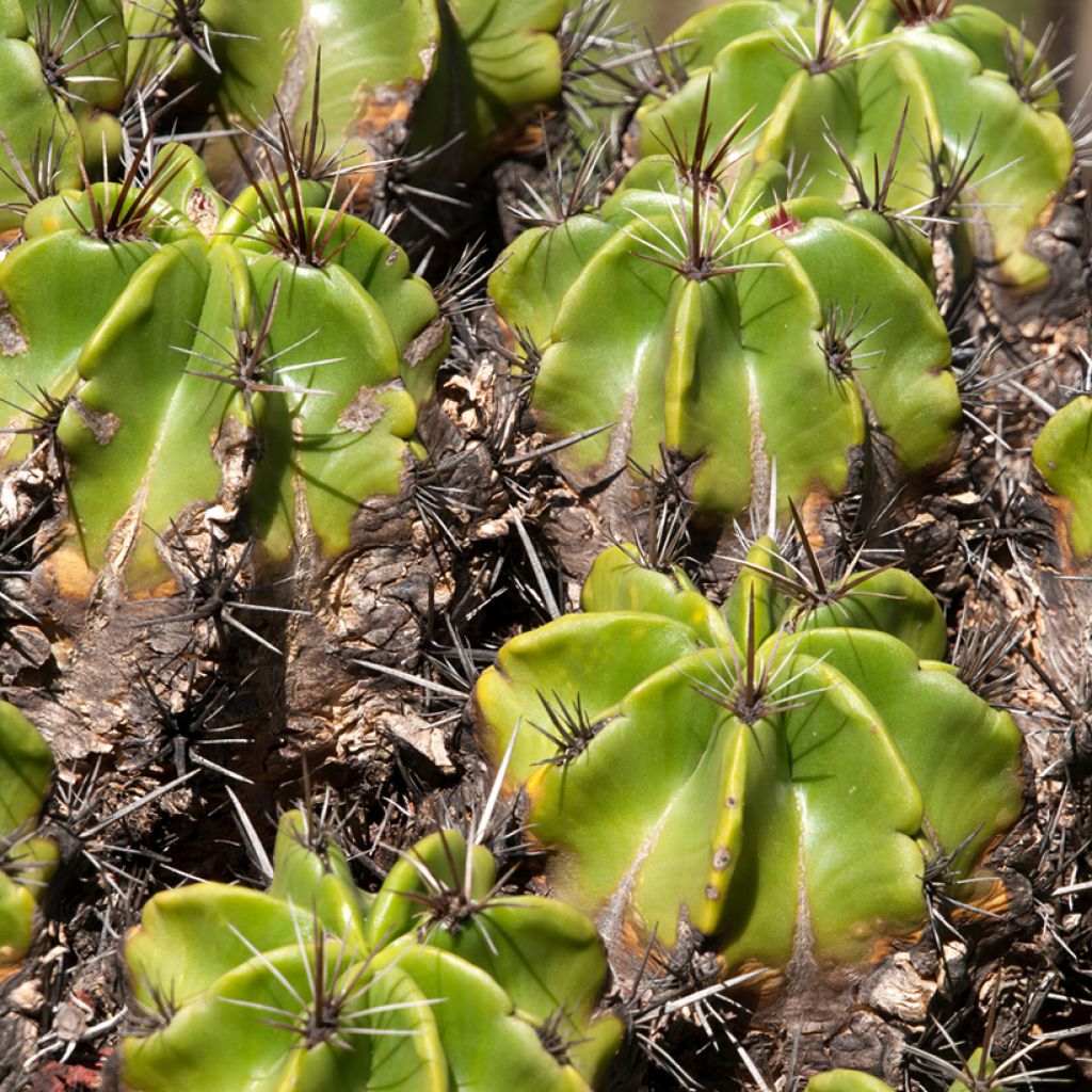 Ferocactus robustus - Barrel cactus
