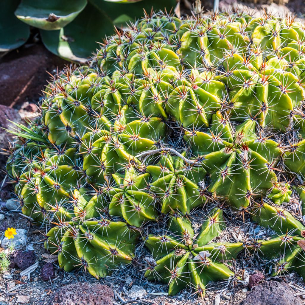 Ferocactus robustus - Barrel cactus