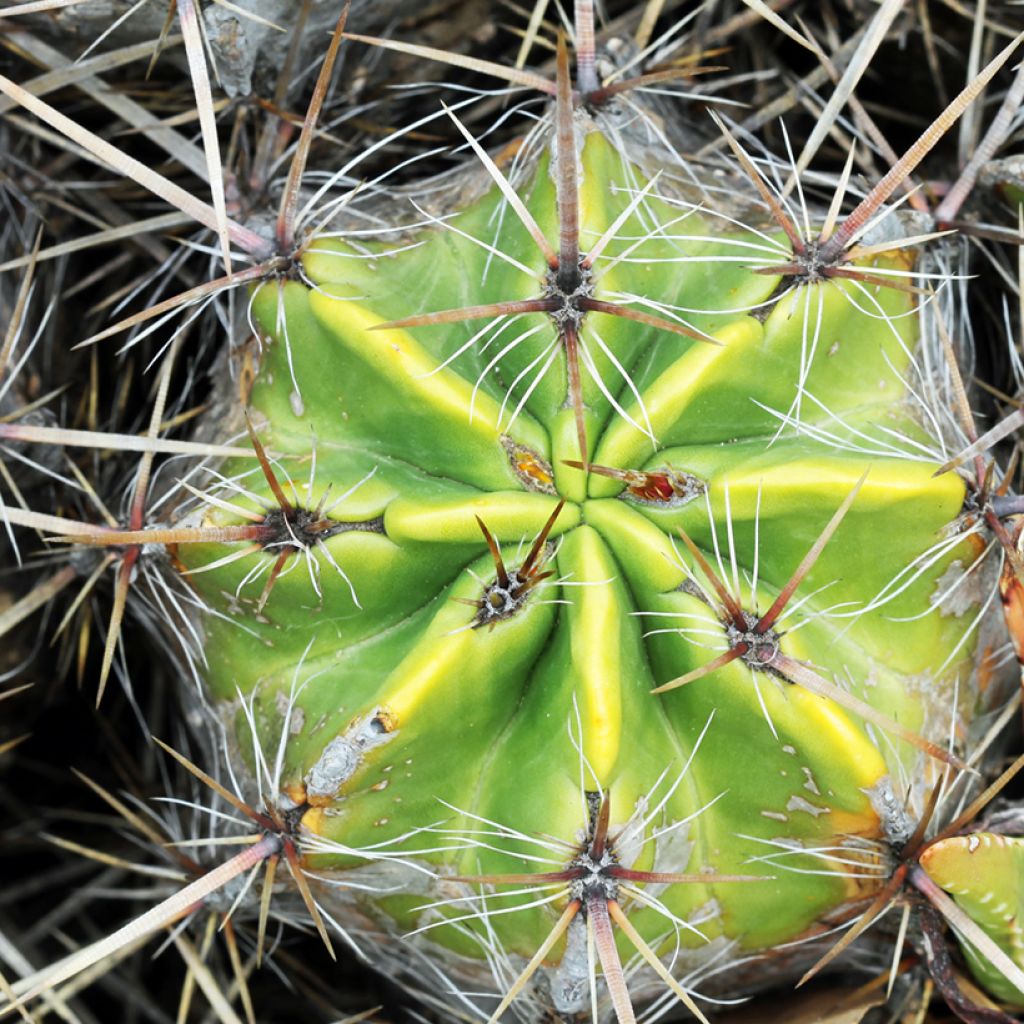 Ferocactus robustus - Barrel cactus