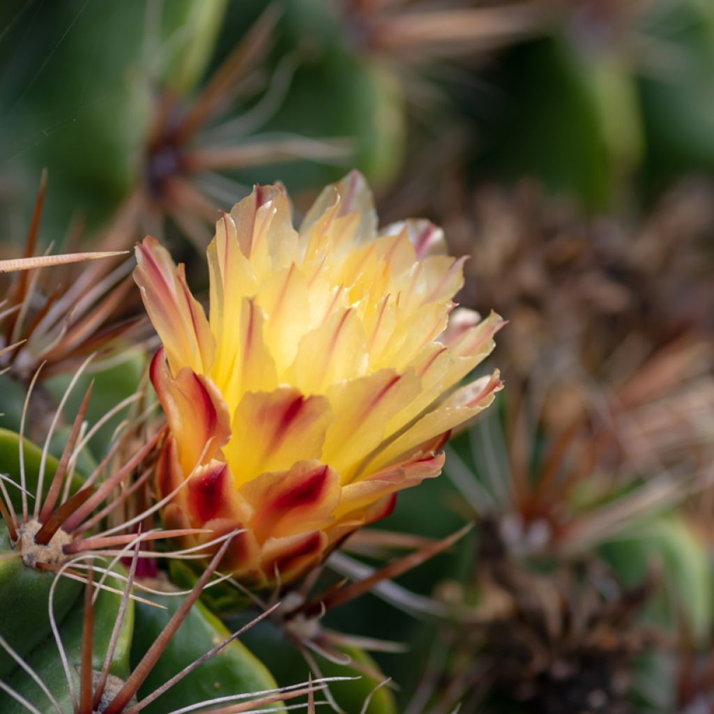 Ferocactus robustus - Barrel cactus