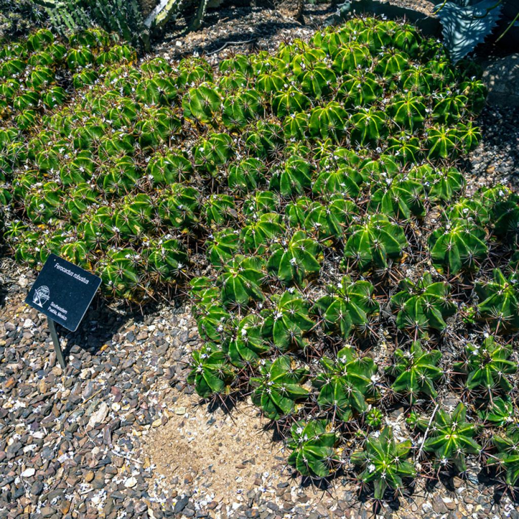 Ferocactus robustus - Barrel cactus