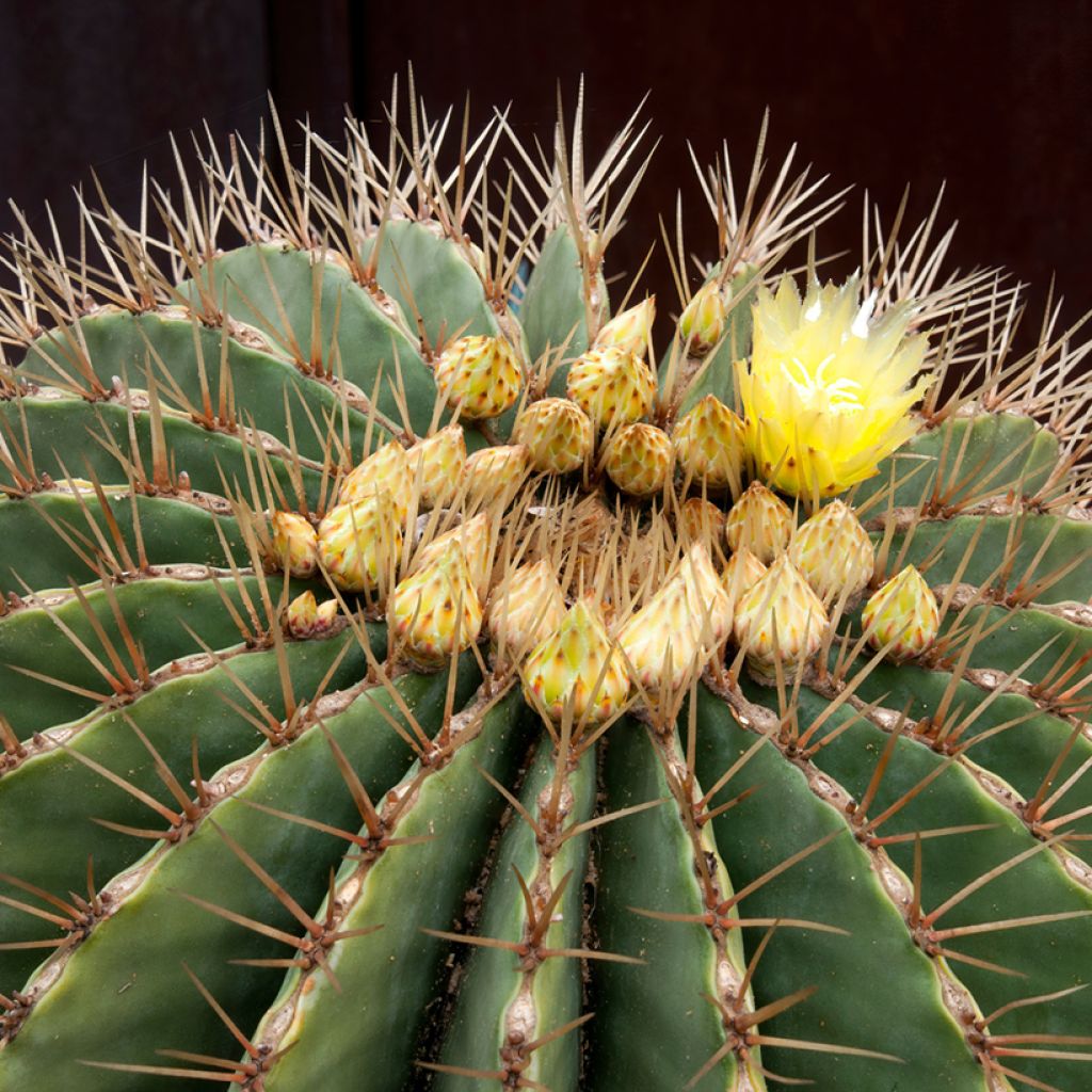 Ferocactus schwarzii - Barrel cactus