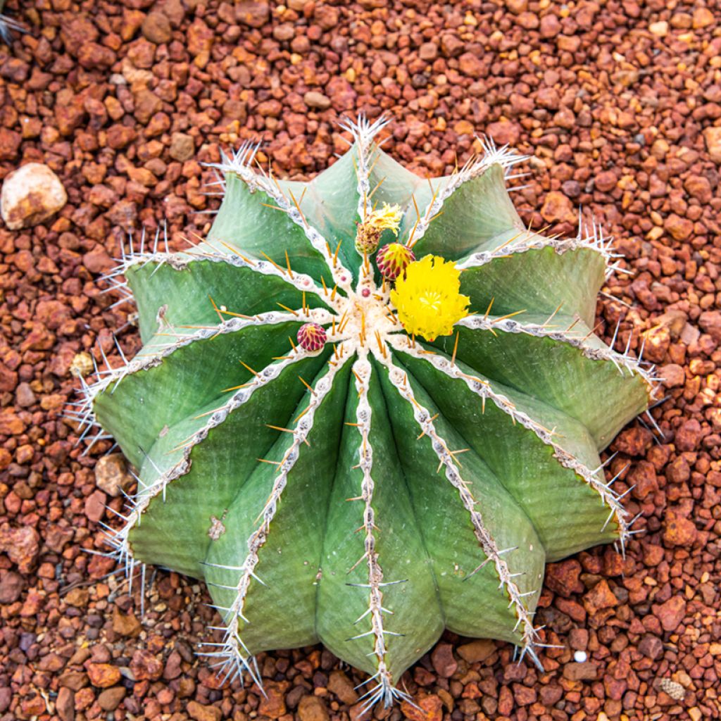 Ferocactus schwarzii - Barrel cactus
