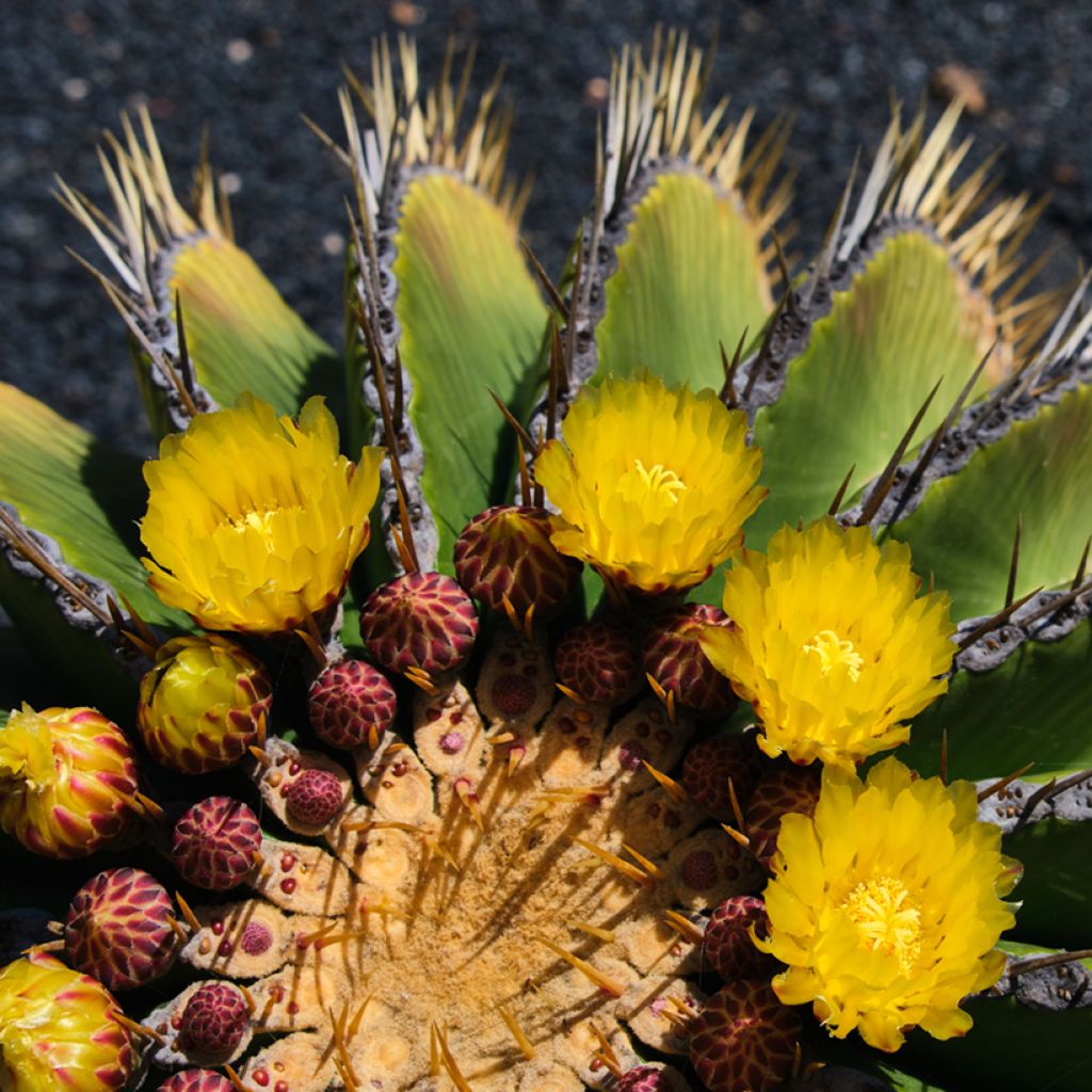 Ferocactus schwarzii - Barrel cactus