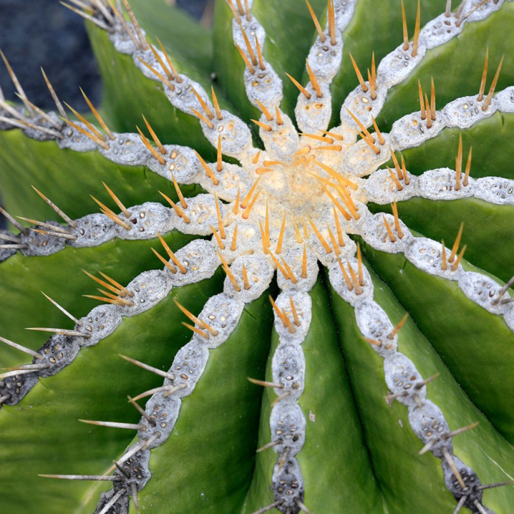 Ferocactus schwarzii - Barrel cactus