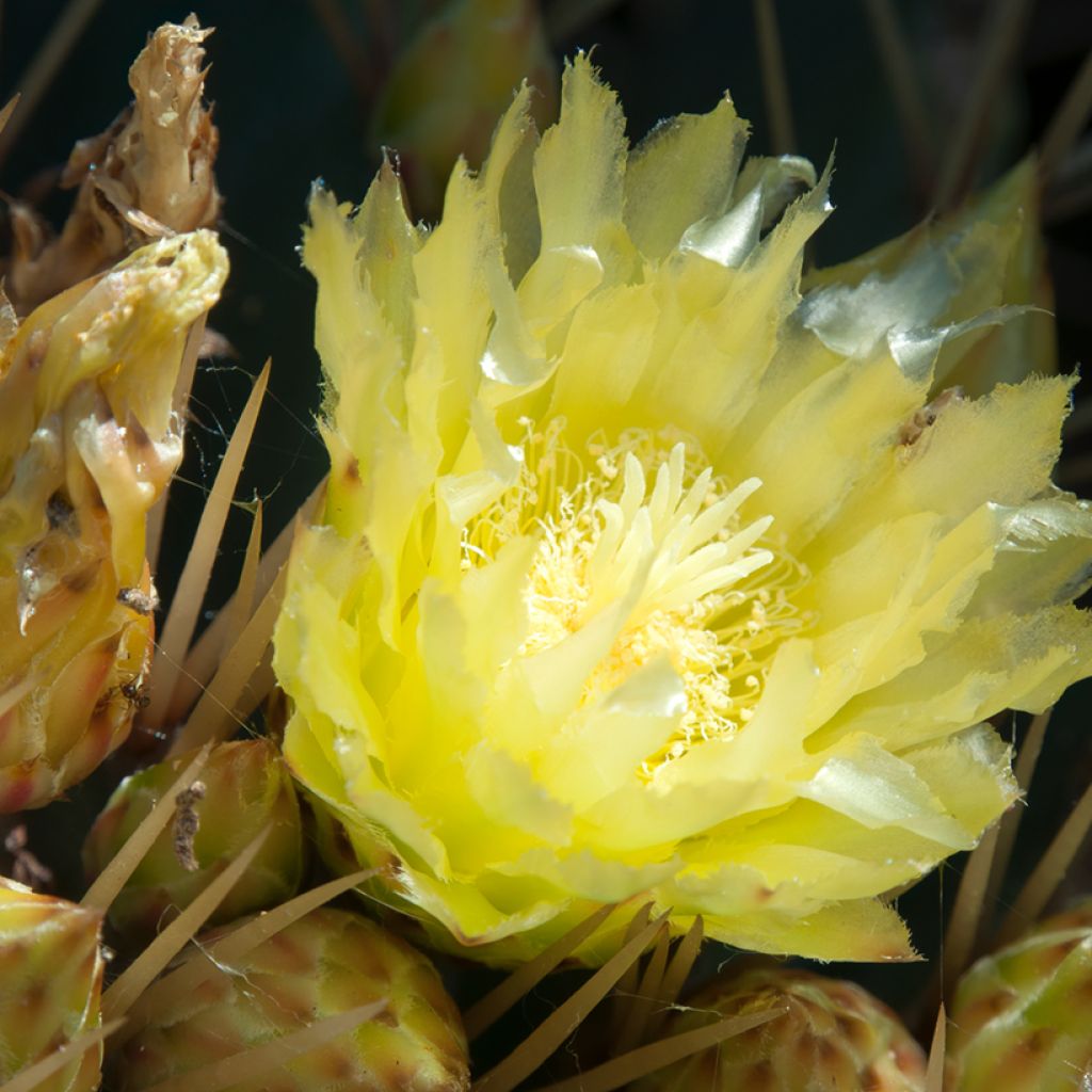 Ferocactus schwarzii - Barrel cactus
