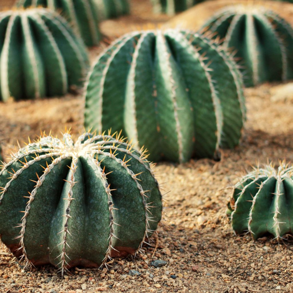 Ferocactus schwarzii - Barrel cactus