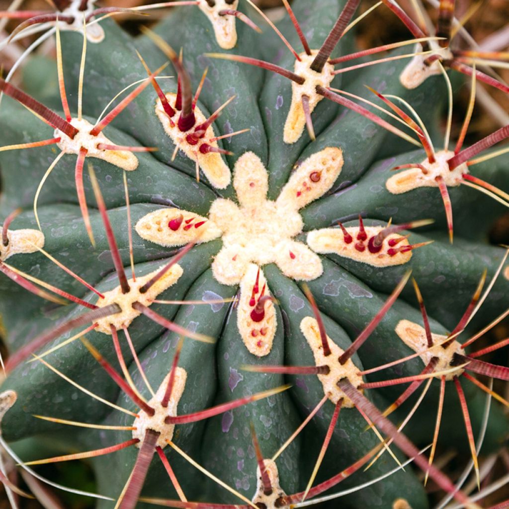 Ferocactus stainesii - Mexican fire barrel cactus