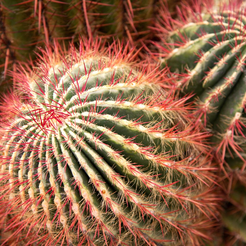 Ferocactus stainesii - Mexican fire barrel cactus