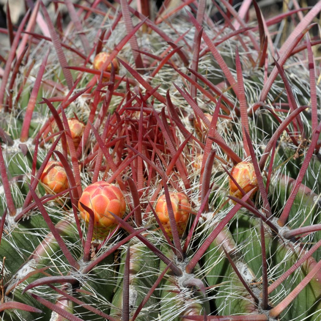 Ferocactus stainesii - Mexican fire barrel cactus