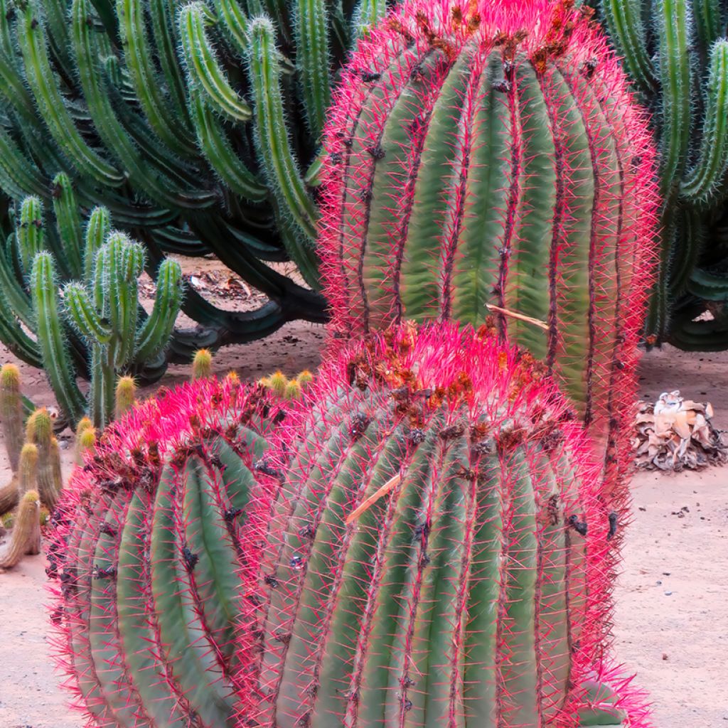 Ferocactus stainesii - Mexican fire barrel cactus