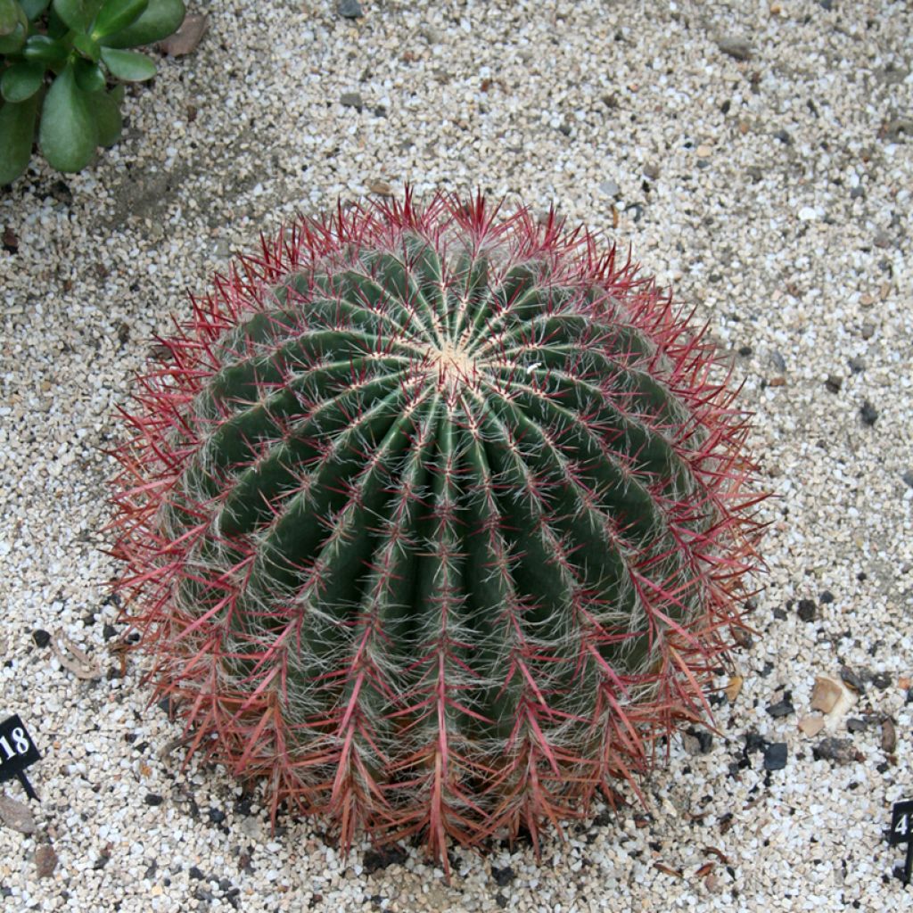 Ferocactus stainesii - Mexican fire barrel cactus