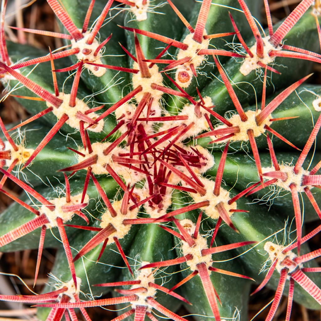 Ferocactus stainesii - Mexican fire barrel cactus