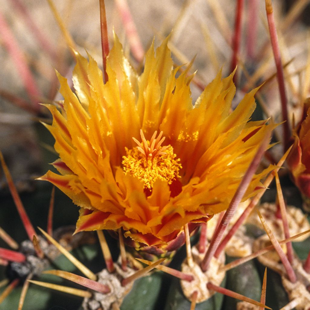 Ferocactus stainesii - Mexican fire barrel cactus
