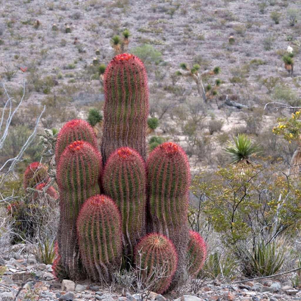 Ferocactus stainesii - Mexican fire barrel cactus