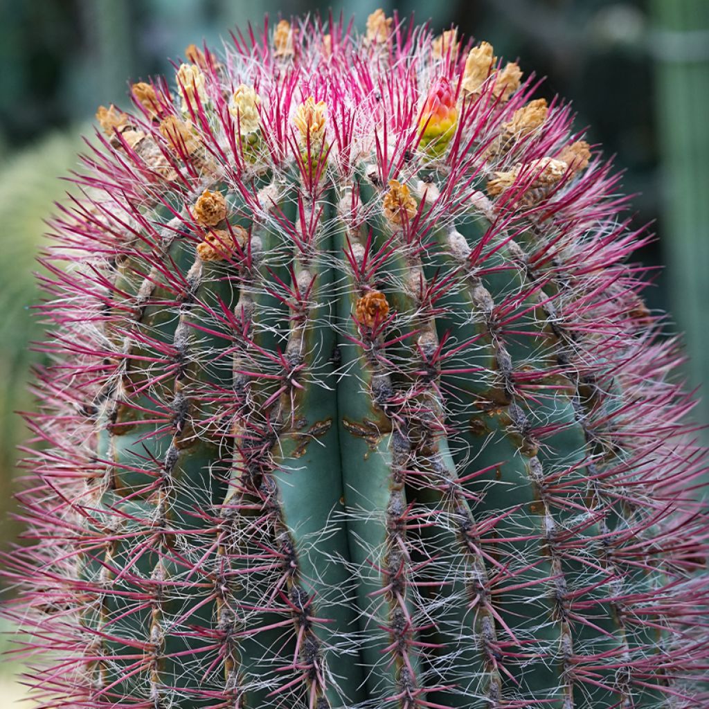 Ferocactus stainesii var. pilosus - Mexican fire barrel cactus