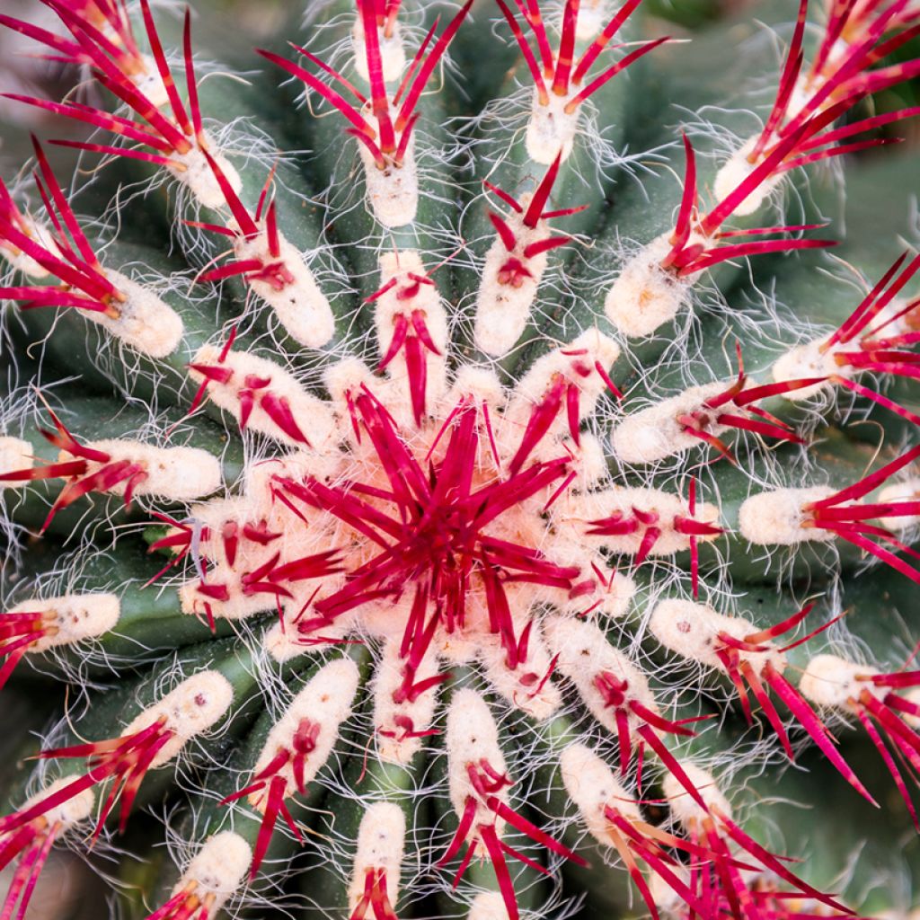 Ferocactus stainesii var. pilosus - Mexican fire barrel cactus