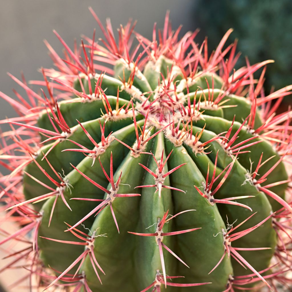 Ferocactus stainesii var. pilosus - Mexican fire barrel cactus