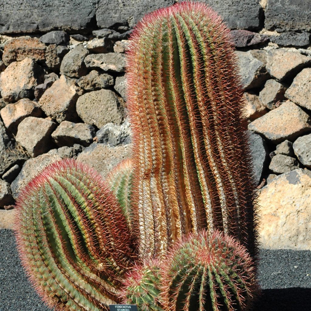 Ferocactus stainesii var. pilosus - Mexican fire barrel cactus