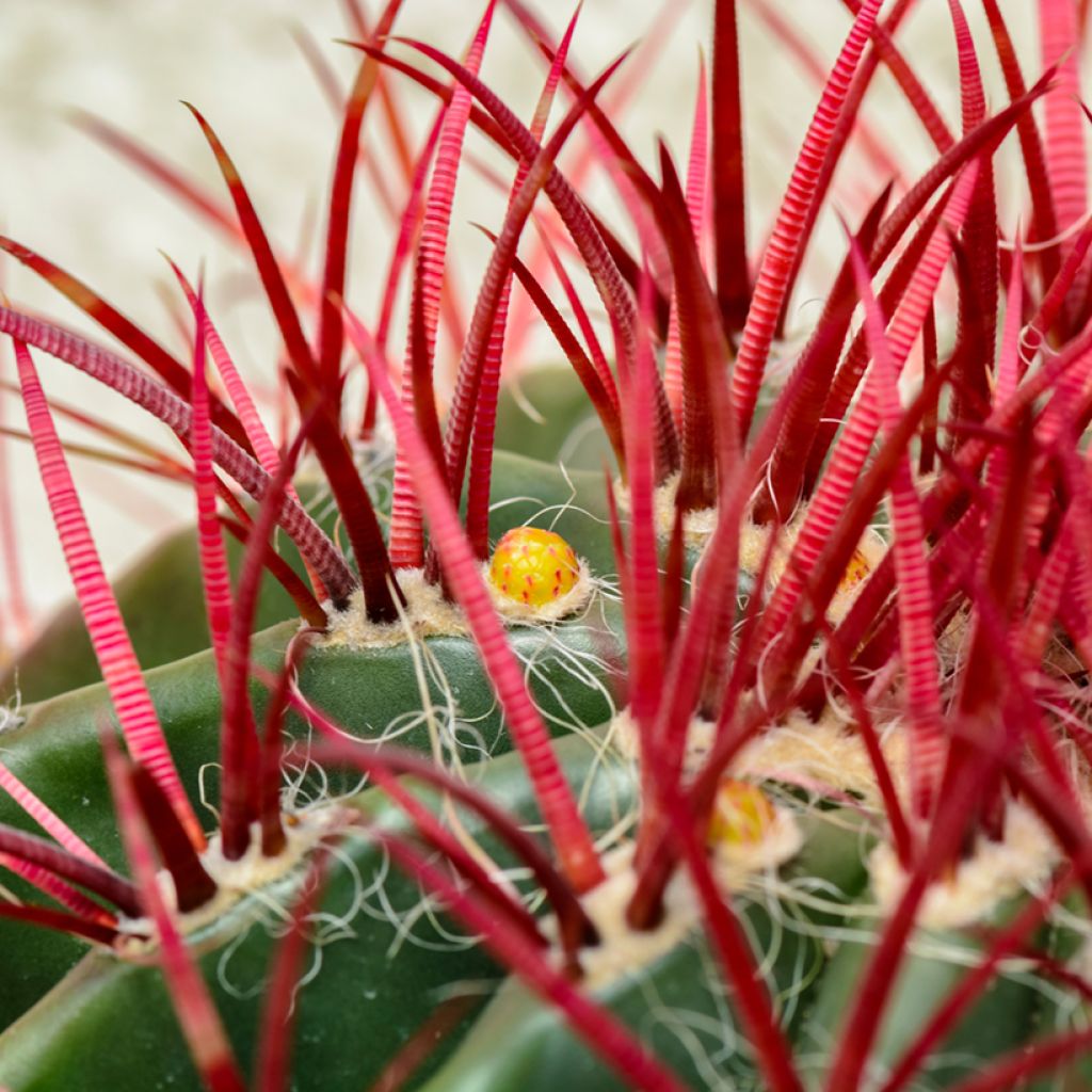 Ferocactus stainesii var. pilosus - Mexican fire barrel cactus