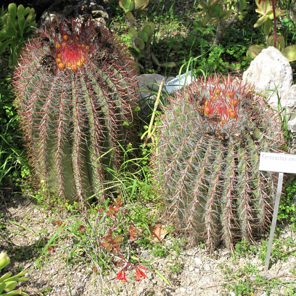 Ferocactus emoryi - Red barrel cactus
